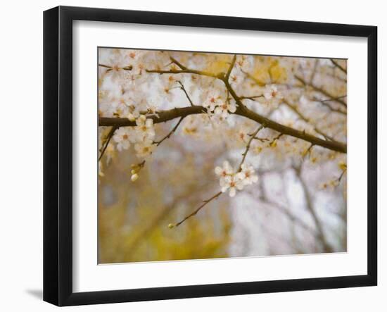 Golden Springtime, 2019,-Helen White-Framed Giclee Print