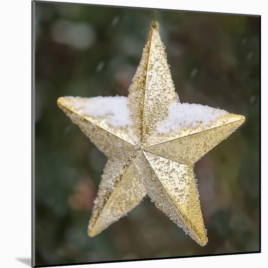 Golden Star with Snow-Cora Niele-Mounted Giclee Print