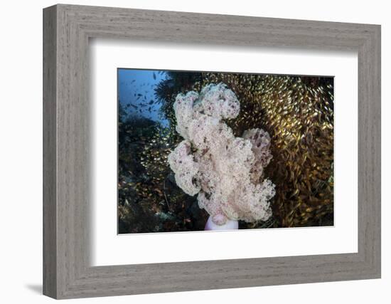 Golden Sweepers Surround a Soft Coral Colony in Indonesia-Stocktrek Images-Framed Photographic Print