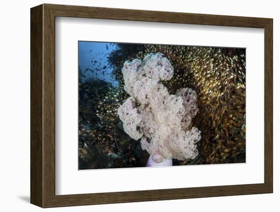 Golden Sweepers Surround a Soft Coral Colony in Indonesia-Stocktrek Images-Framed Photographic Print