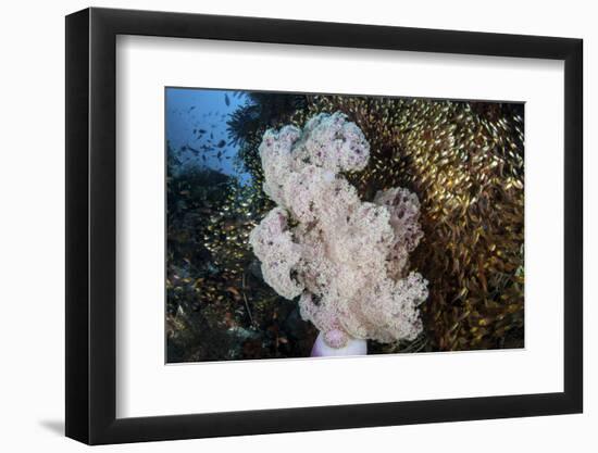 Golden Sweepers Surround a Soft Coral Colony in Indonesia-Stocktrek Images-Framed Photographic Print