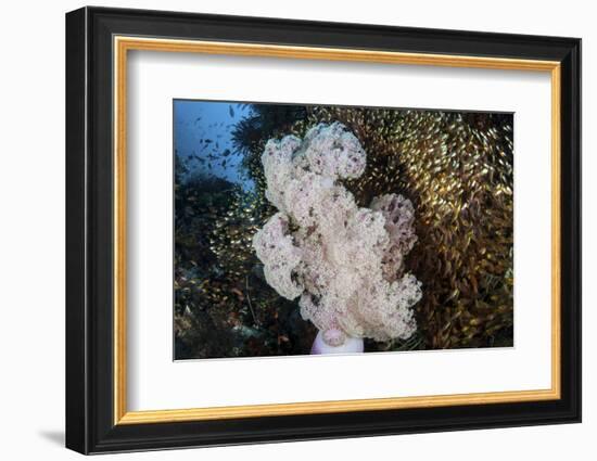 Golden Sweepers Surround a Soft Coral Colony in Indonesia-Stocktrek Images-Framed Photographic Print