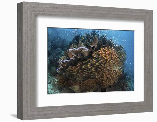 Golden Sweepers Swim under a Coral Bommie in Raja Ampat, Indonesia-Stocktrek Images-Framed Photographic Print