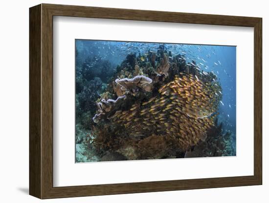 Golden Sweepers Swim under a Coral Bommie in Raja Ampat, Indonesia-Stocktrek Images-Framed Photographic Print