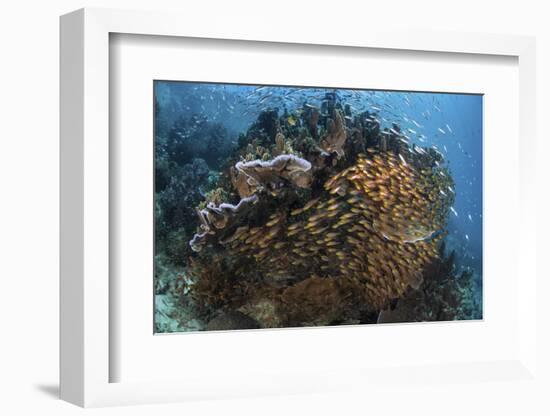 Golden Sweepers Swim under a Coral Bommie in Raja Ampat, Indonesia-Stocktrek Images-Framed Photographic Print