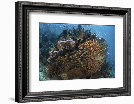 Golden Sweepers Swim under a Coral Bommie in Raja Ampat, Indonesia-Stocktrek Images-Framed Photographic Print