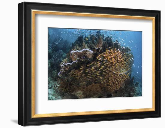 Golden Sweepers Swim under a Coral Bommie in Raja Ampat, Indonesia-Stocktrek Images-Framed Photographic Print