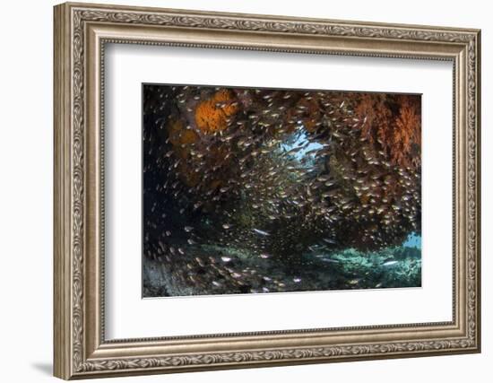 Golden Sweepers Swim under a Coral Bommie in Raja Ampat, Indonesia-Stocktrek Images-Framed Photographic Print