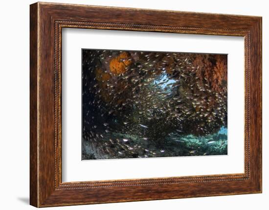 Golden Sweepers Swim under a Coral Bommie in Raja Ampat, Indonesia-Stocktrek Images-Framed Photographic Print