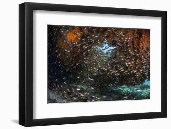 Golden Sweepers Swim under a Coral Bommie in Raja Ampat, Indonesia-Stocktrek Images-Framed Photographic Print