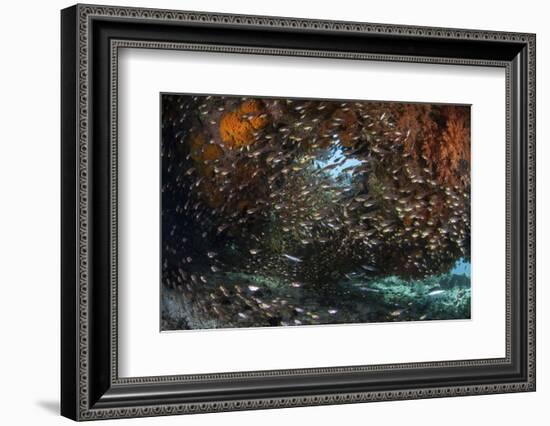 Golden Sweepers Swim under a Coral Bommie in Raja Ampat, Indonesia-Stocktrek Images-Framed Photographic Print