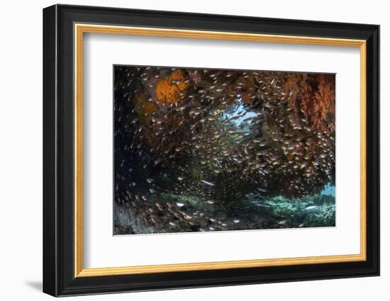 Golden Sweepers Swim under a Coral Bommie in Raja Ampat, Indonesia-Stocktrek Images-Framed Photographic Print