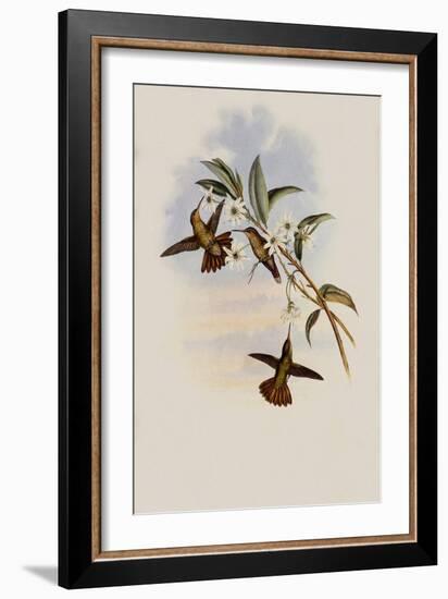 Golden-Tail, Chrysuronia Chrysura-John Gould-Framed Giclee Print