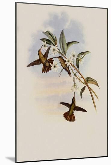Golden-Tail, Chrysuronia Chrysura-John Gould-Mounted Giclee Print