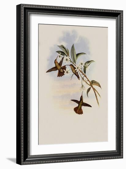 Golden-Tail, Chrysuronia Chrysura-John Gould-Framed Giclee Print
