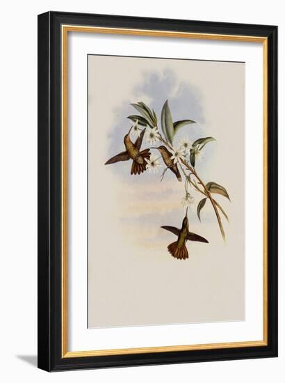 Golden-Tail, Chrysuronia Chrysura-John Gould-Framed Giclee Print