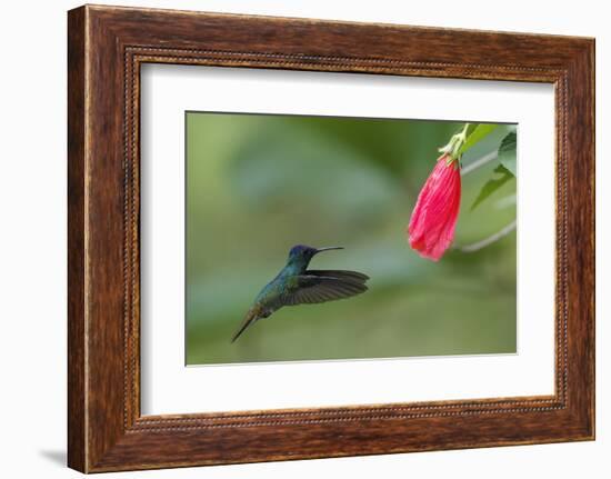 Golden-tailed Sapphire (Chrysuronia oenone) hummingbird in flight, Manu National Park-G&M Therin-Weise-Framed Photographic Print