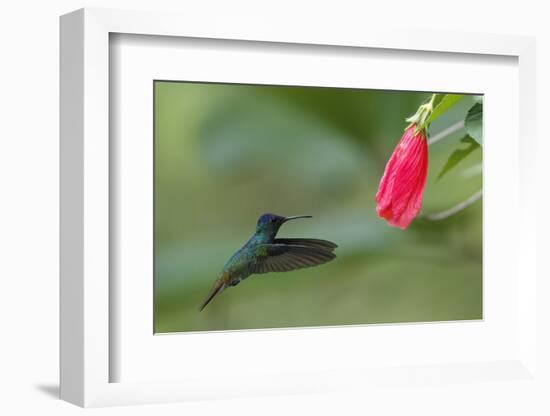 Golden-tailed Sapphire (Chrysuronia oenone) hummingbird in flight, Manu National Park-G&M Therin-Weise-Framed Photographic Print