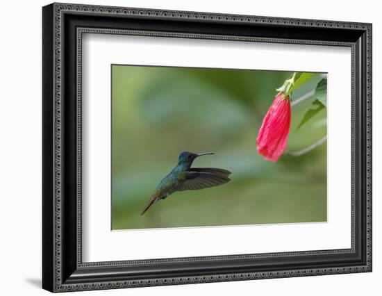 Golden-tailed Sapphire (Chrysuronia oenone) hummingbird in flight, Manu National Park-G&M Therin-Weise-Framed Photographic Print