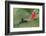 Golden-tailed Sapphire (Chrysuronia oenone) hummingbird in flight, Manu National Park-G&M Therin-Weise-Framed Photographic Print