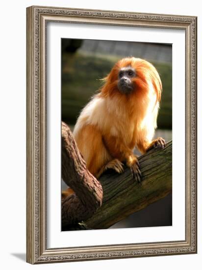 Golden Tamarin-Lantern Press-Framed Art Print