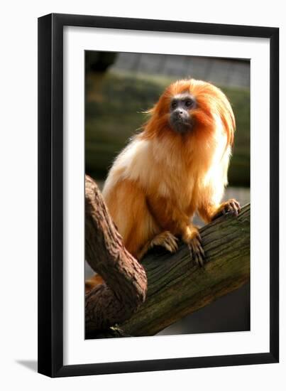 Golden Tamarin-Lantern Press-Framed Art Print