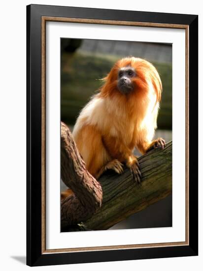 Golden Tamarin-Lantern Press-Framed Art Print