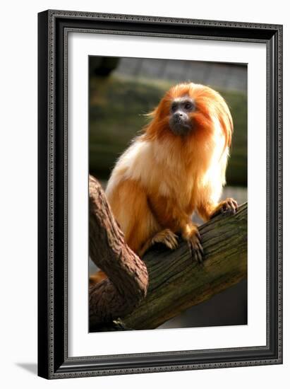 Golden Tamarin-Lantern Press-Framed Art Print