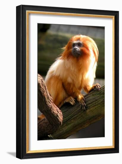 Golden Tamarin-Lantern Press-Framed Art Print