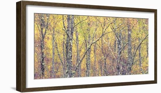 Golden Tapestry-Doug Chinnery-Framed Photographic Print