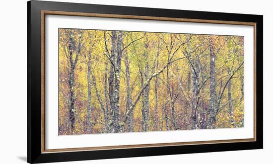 Golden Tapestry-Doug Chinnery-Framed Photographic Print