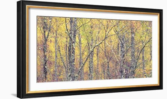 Golden Tapestry-Doug Chinnery-Framed Photographic Print