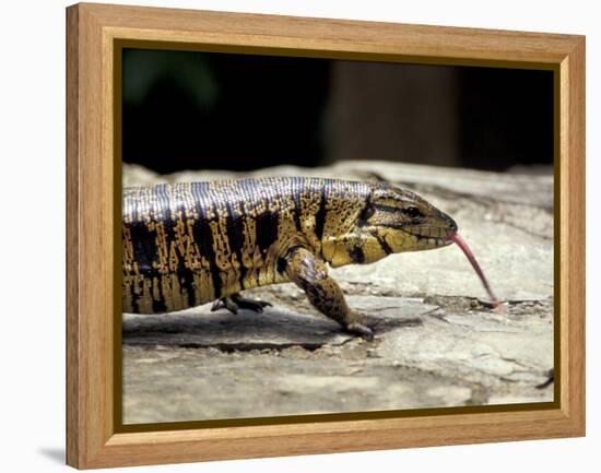 Golden Tegu Lizard, Asa Wright Wildlife Sanctuary, Trinidad, Caribbean-Greg Johnston-Framed Premier Image Canvas