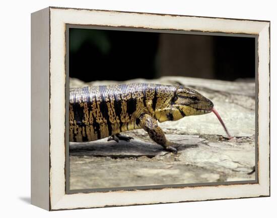 Golden Tegu Lizard, Asa Wright Wildlife Sanctuary, Trinidad, Caribbean-Greg Johnston-Framed Premier Image Canvas