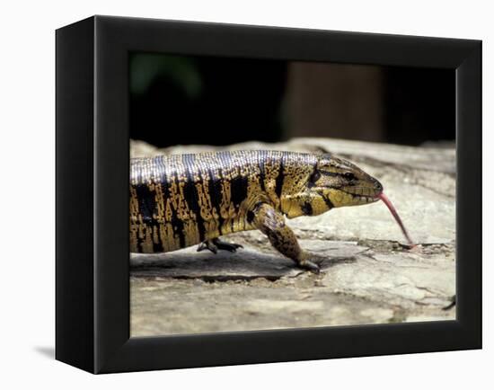 Golden Tegu Lizard, Asa Wright Wildlife Sanctuary, Trinidad, Caribbean-Greg Johnston-Framed Premier Image Canvas