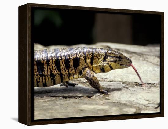 Golden Tegu Lizard, Asa Wright Wildlife Sanctuary, Trinidad, Caribbean-Greg Johnston-Framed Premier Image Canvas