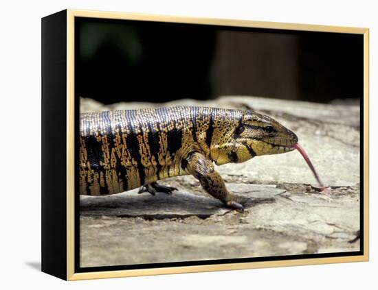 Golden Tegu Lizard, Asa Wright Wildlife Sanctuary, Trinidad, Caribbean-Greg Johnston-Framed Premier Image Canvas