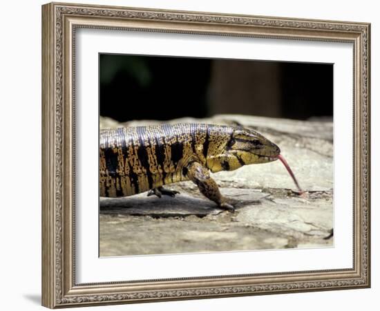 Golden Tegu Lizard, Asa Wright Wildlife Sanctuary, Trinidad, Caribbean-Greg Johnston-Framed Photographic Print