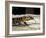 Golden Tegu Lizard, Asa Wright Wildlife Sanctuary, Trinidad, Caribbean-Greg Johnston-Framed Photographic Print