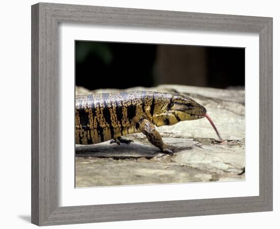 Golden Tegu Lizard, Asa Wright Wildlife Sanctuary, Trinidad, Caribbean-Greg Johnston-Framed Photographic Print