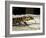 Golden Tegu Lizard, Asa Wright Wildlife Sanctuary, Trinidad, Caribbean-Greg Johnston-Framed Photographic Print