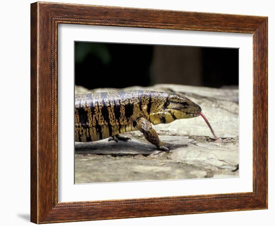 Golden Tegu Lizard, Asa Wright Wildlife Sanctuary, Trinidad, Caribbean-Greg Johnston-Framed Photographic Print