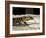 Golden Tegu Lizard, Asa Wright Wildlife Sanctuary, Trinidad, Caribbean-Greg Johnston-Framed Photographic Print