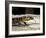 Golden Tegu Lizard, Asa Wright Wildlife Sanctuary, Trinidad, Caribbean-Greg Johnston-Framed Photographic Print