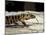 Golden Tegu Lizard, Asa Wright Wildlife Sanctuary, Trinidad, Caribbean-Greg Johnston-Mounted Photographic Print