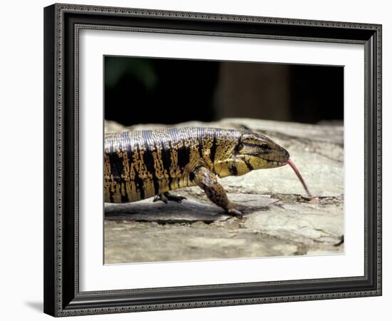 Golden Tegu Lizard, Asa Wright Wildlife Sanctuary, Trinidad, Caribbean-Greg Johnston-Framed Photographic Print