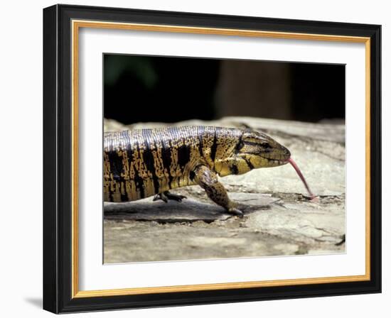 Golden Tegu Lizard, Asa Wright Wildlife Sanctuary, Trinidad, Caribbean-Greg Johnston-Framed Photographic Print