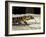 Golden Tegu Lizard, Asa Wright Wildlife Sanctuary, Trinidad, Caribbean-Greg Johnston-Framed Photographic Print