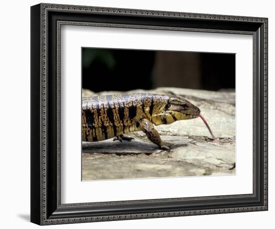 Golden Tegu Lizard, Asa Wright Wildlife Sanctuary, Trinidad, Caribbean-Greg Johnston-Framed Photographic Print