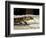 Golden Tegu Lizard, Asa Wright Wildlife Sanctuary, Trinidad, Caribbean-Greg Johnston-Framed Photographic Print